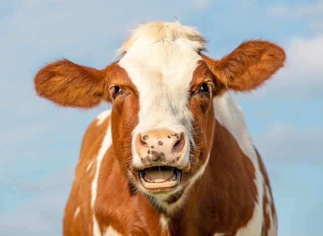 Funny portrait of a mooing cow, laughing with mouth open, showing gums and tongue