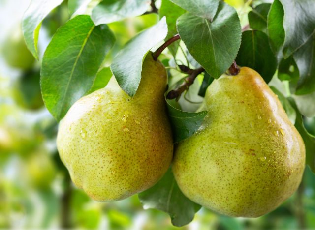 Pear tree. Ripe pears on a tree in a garden