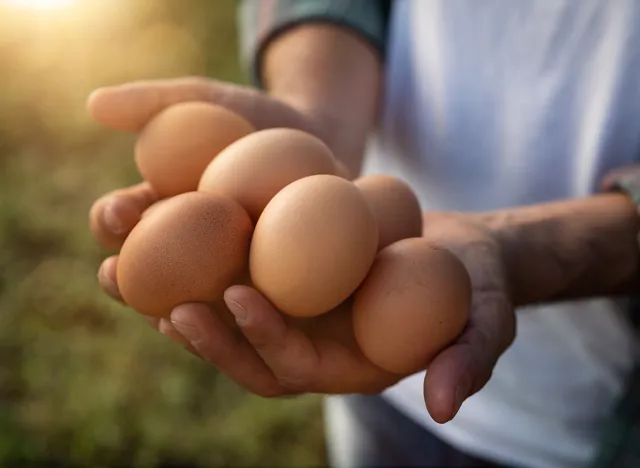 Close up of farmer is showing fresh eggs laid at the moment by ecologically grown hens in barn of countryside agricultural farm. Concept of agriculture, bio and eco farming, bio food products.