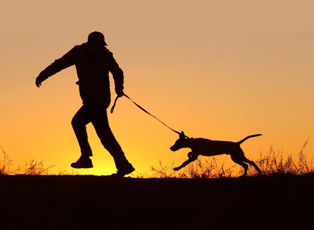 Silhouettes of a man running with a puppy on a leash on a sunset background