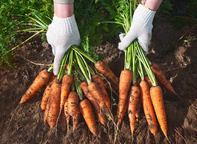 Harvesting carrots. Female hand with bunches of carrots with tops.