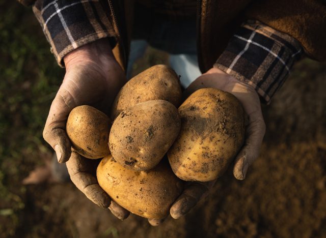 Cinematic close up shot of mature farmer's hands showing heap of fresh raw potatoes harvested at the moment on countryside agricultural bio and eco farming cultivation field garden.