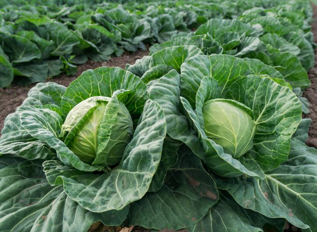 young cabbage grows in the farmer field, growing cabbage in the open field. agricultural business