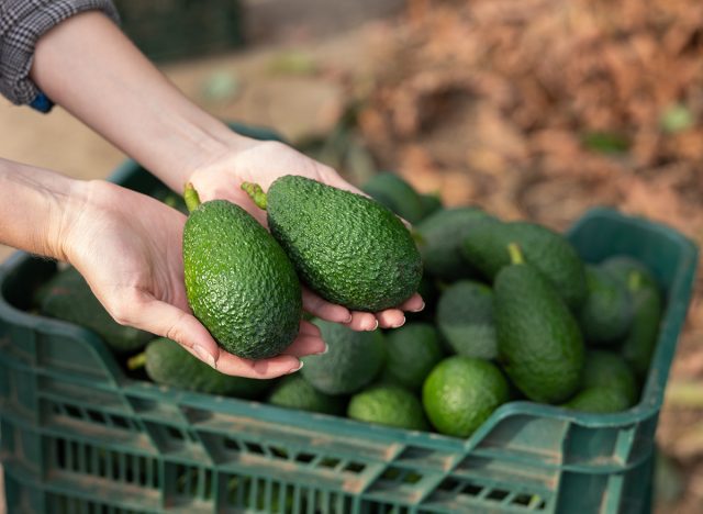 Ripe avocados in hands against the background of boxes with harvest