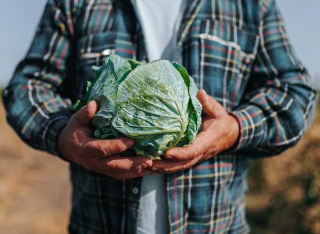 A Close Up Glimpse of the Farmer Weathered Hands, Tenderly Holding a Freshly Harvested Cabbage in the Rural Farmland. Harvest Time Close Up Farmer Hands Holding Fresh Cabbage