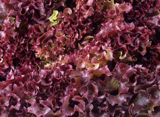 red leaf lettuce