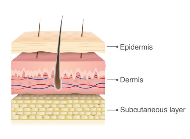Three main layer of the human skin. Illustration about medical diagram.