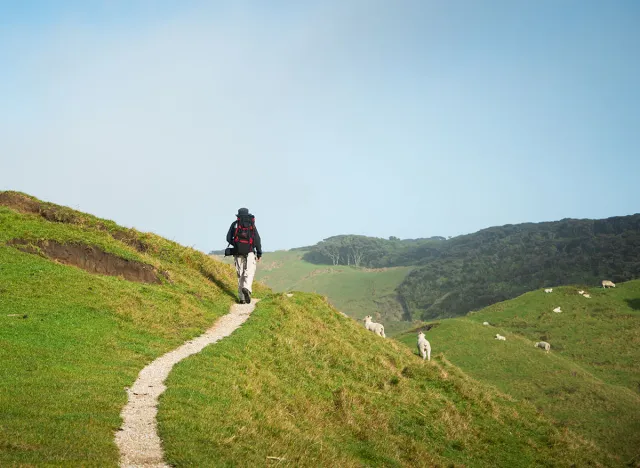 A backpacker walking on the farm track with sheep grazing on the green hills. Taken at Wharariki beach track, Golden Bay, South Island,