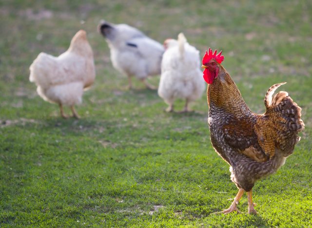 Group of grown healthy white hens and big brown rooster feeding on fresh first green grass outside in spring field on bright sunny day. Chicken farming, healthy meat and eggs production concept.