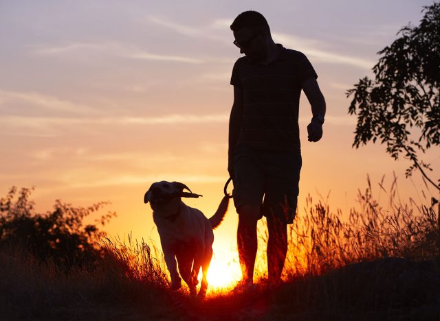 Young man with his yellow labrador retriever in nature - back lit