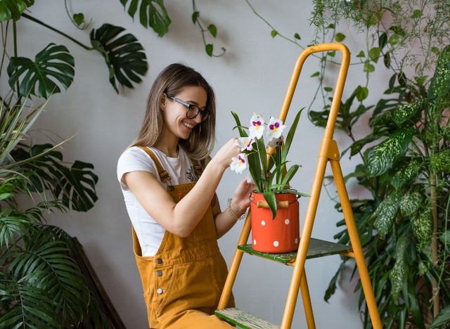 Young smiling woman gardener in glasses wearing overalls, taking care for orchid in old red milk can standing on orange vintage ladder. Home gardening, love of houseplants, freelance.