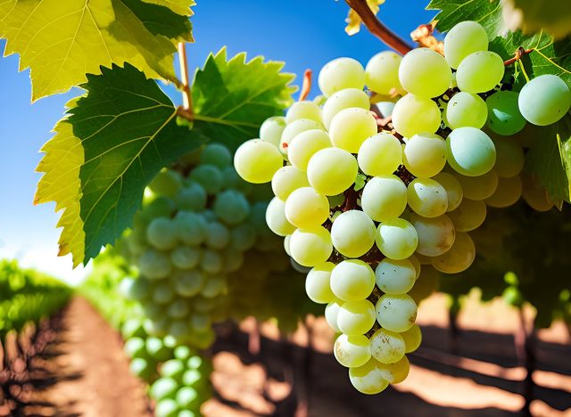 A bunch of white grapes between the grape leaves in a vineyard of Güímar, Tenerife, Canary Islands, Spain, Marmajuelo or Bermejuela grape variety