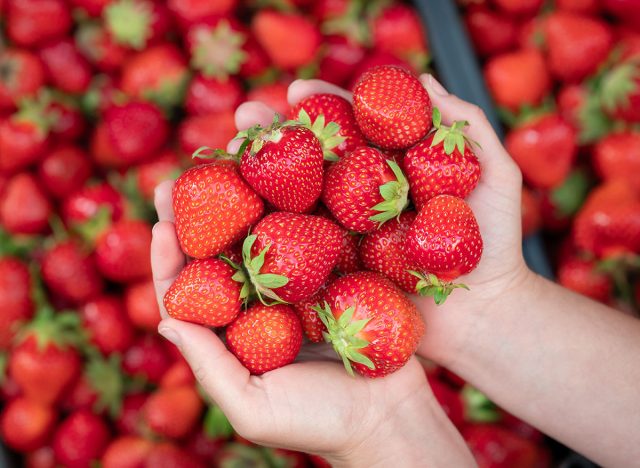 Female holding ripe strawberry in hands. Harvest of fresh juicy strawberry on farm