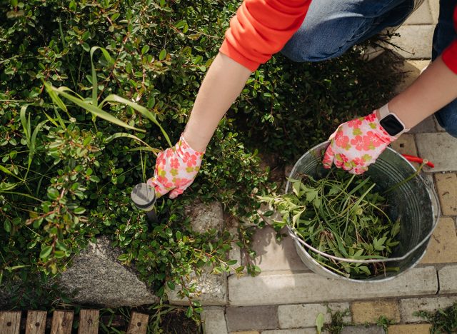 A young woman pulls weeds in her huge garden in the spring, clearing the garden after winter