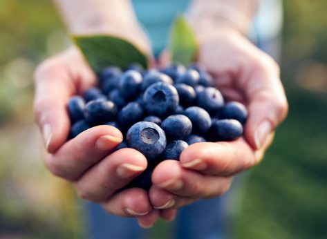 Modern woman working and picking blueberries on a organic farm - woman power business concept.