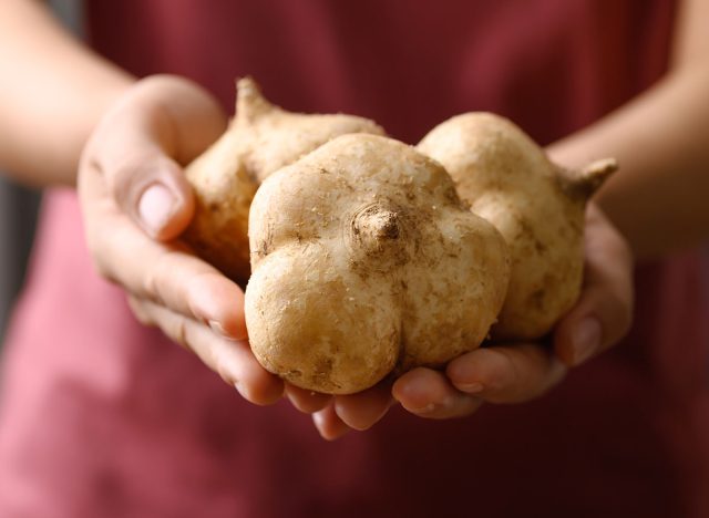 Fresh jicama or yam bean holding by hand. Jicama can be eaten raw or cooked, The taste are crisp, juicy, moist, and slightly sweet