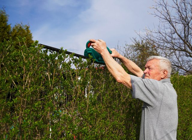 Close up of senior man, cutting green bush. An elderly