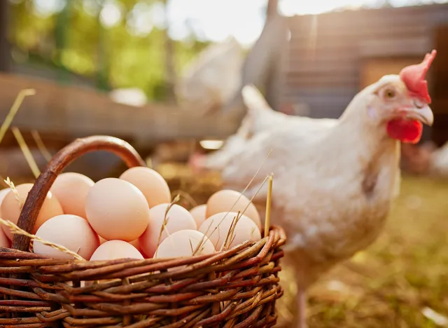 farmer eggs in chicken eco farm, free range chicken farm