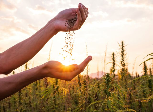 Hemp farmer holding Cannabis seeds in hands on farm field outside.