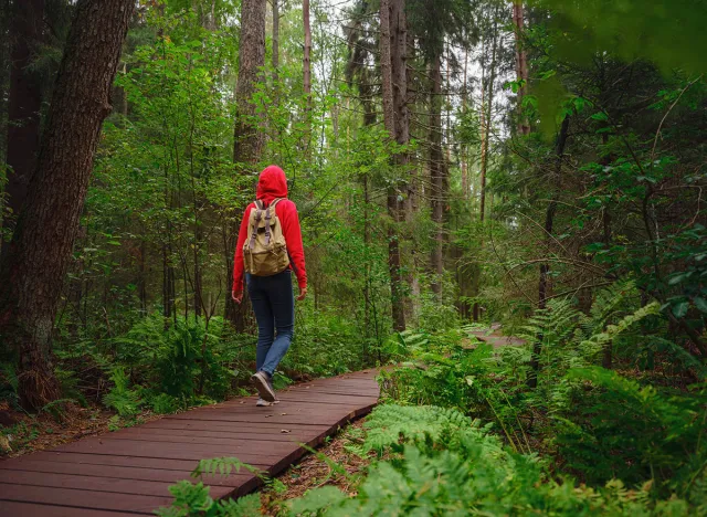 journey in summer Russia, Komarovo village, ecological trail Komarovsky coast. Woman from behind relaxing in park trail hike. Route walkways laid in the forest, in Kurortny District of St. Petersburg