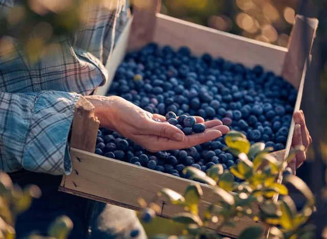 Woman holding fresh blueberries on a farm.