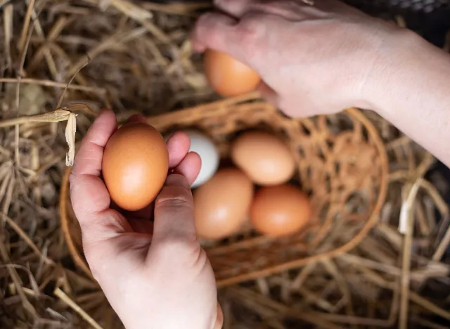 chicken nest with eggs. A woman's hand takes the eggs from the nest. The hen laid the eggs. farmer collects eggs