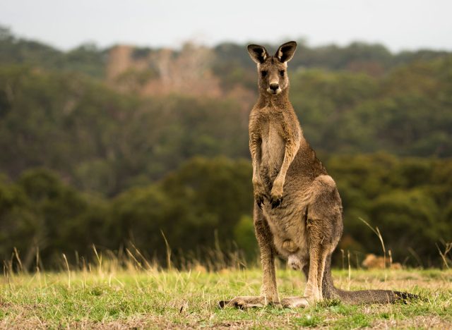 wild kangaroo in melbourne staring at camera