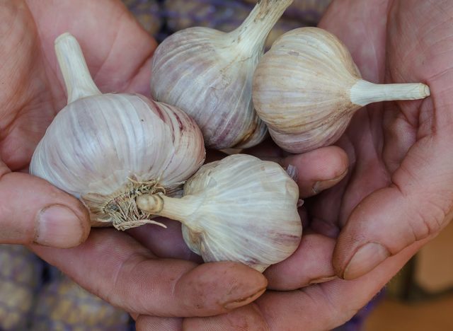 Man's hand holds Raw garlic in its husk. Demonstration New harvest of vegetables. Small family business. Selective trick.