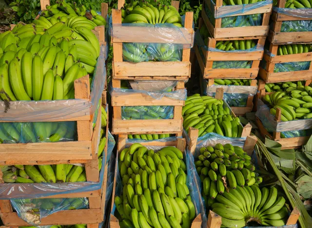 Boxes of green bananas ready to be sent to the market