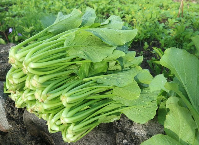 Mustard greens are one of the popular leaf vegetables in Indonesia. mustard plants in the nursery, growing in land, mustard leaves close up. freshly harvested mustard greens in garden.