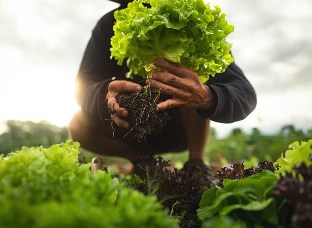 Farmer close-up holding and picking up green lettuce salad leaves with roots