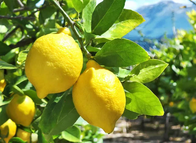 Bunches of fresh yellow ripe lemons on lemon tree branches in Italian garden