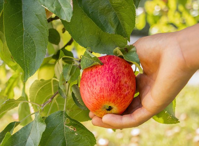 red apple lies in a man's hand. Seasonal apple picking. Apple grows on a tree. Ripe, juicy, red . Red apple in green foliage. Apples grow in the garden. Plantations of trees with apples