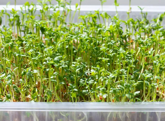 Microgreen close up. Young sprouted watercress seeds grown in a container. Healthy food.