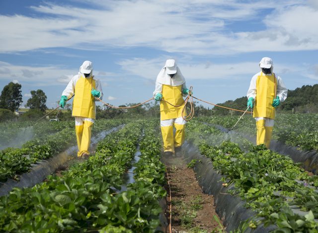 farmers spraying pesticides in strawberry garden - Location: Brazlândia-DF/Brazil