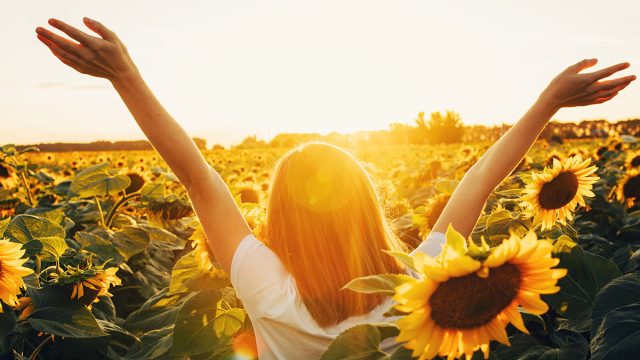 Sunny beautiful picture of young cheerful girl holding hands up in air and looking at sunrise or sunset. Stand alone among field of sunflowers. Enjoy moment