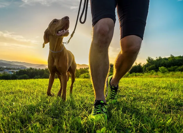 Silhouettes of runner and dog on field under golden sunset sky in evening time. Outdoor running. Athletic young man with his dog are running in nature.