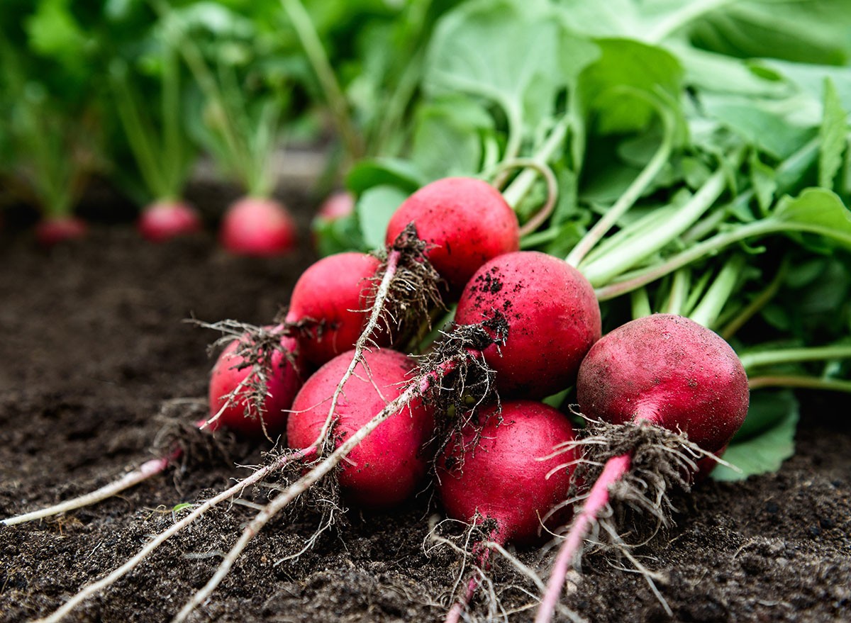Fresh radish harvest on soil in garden.