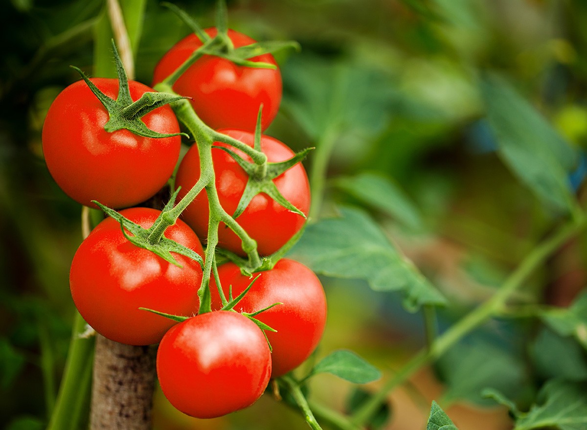 Ripe,Tomato,Plant,Growing,In,Greenhouse.,Tasty,Red,Heirloom,Tomatoes.