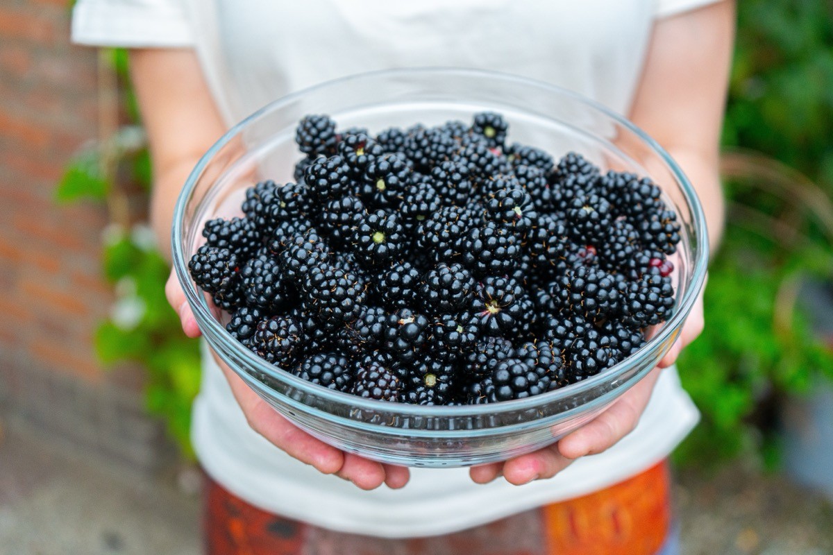 Girl,Holding,Up,A,Glass,Bowl,Of,Blackberries.,Blackberries,In