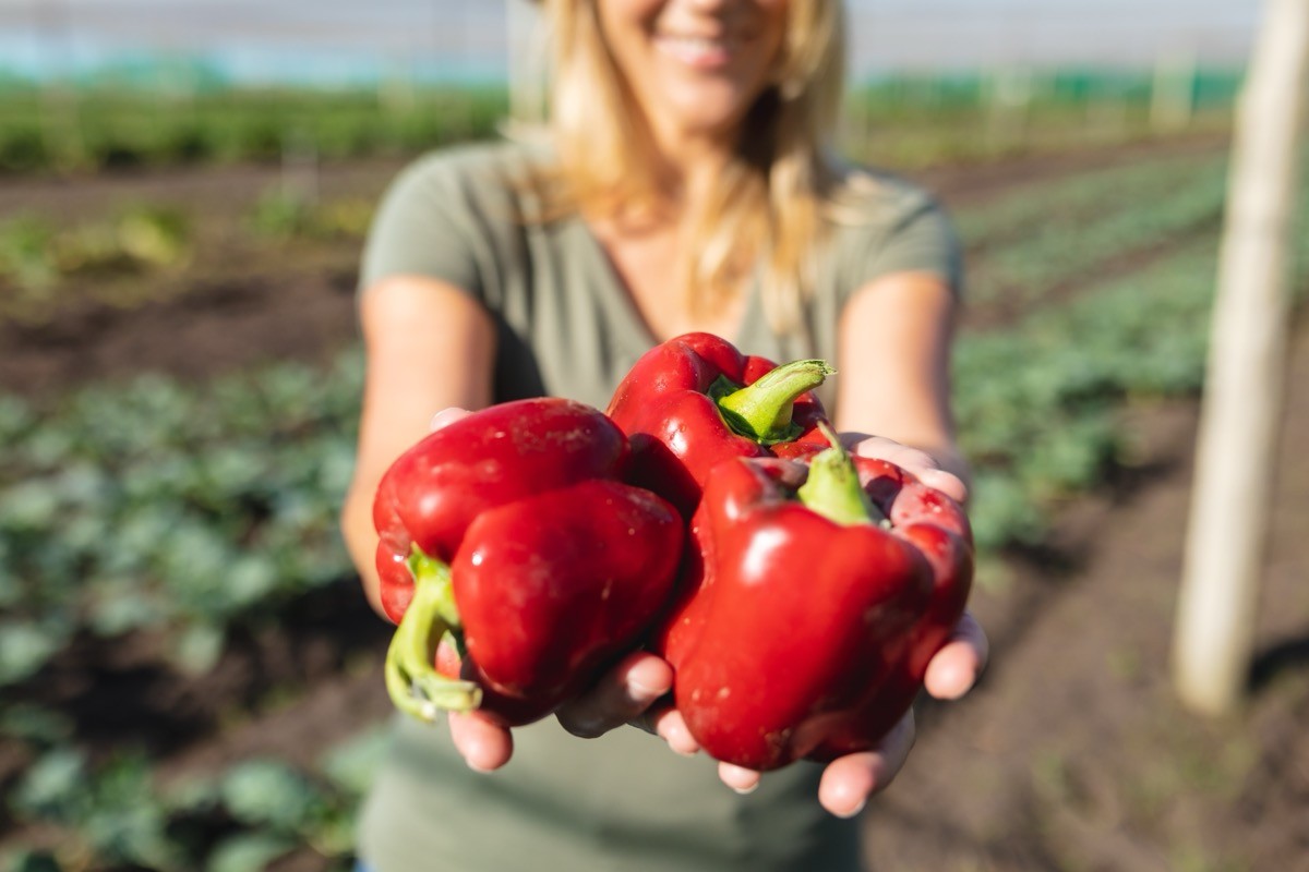Midsection of mid adult female caucasian farmer holding red bell peppers in farm during sunny day.