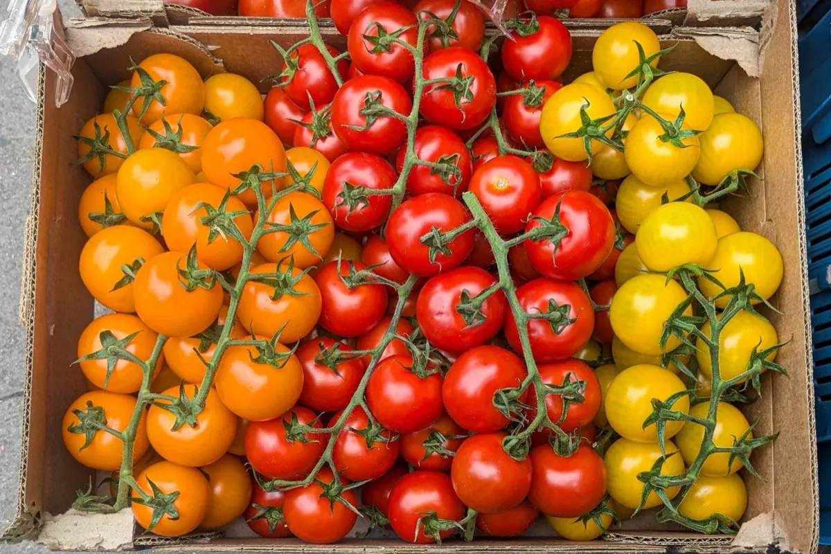 Orange,,Red,And,Yellow,Cherry,Tomatoes.,Mix,Colorful,Tomatoes,In