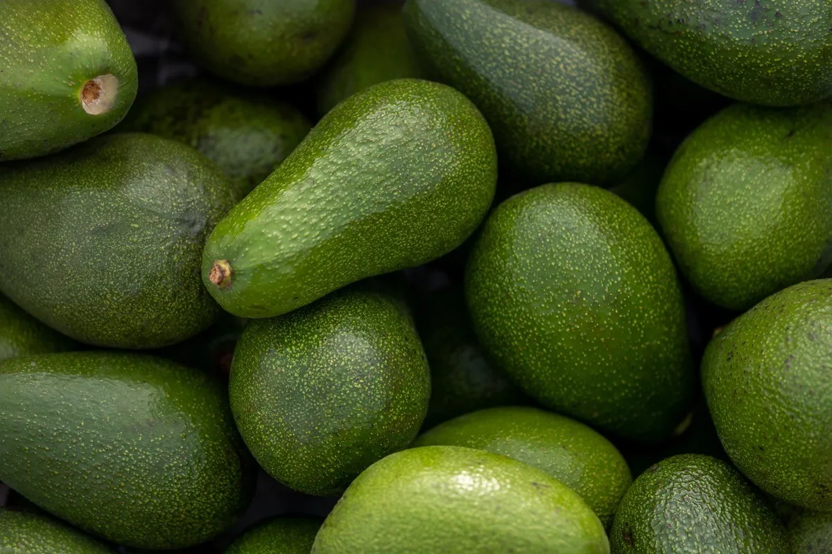 Freshly,Harvested,Avocados,Grouped,Together,In,A,Tight,Frame,,Showcasing